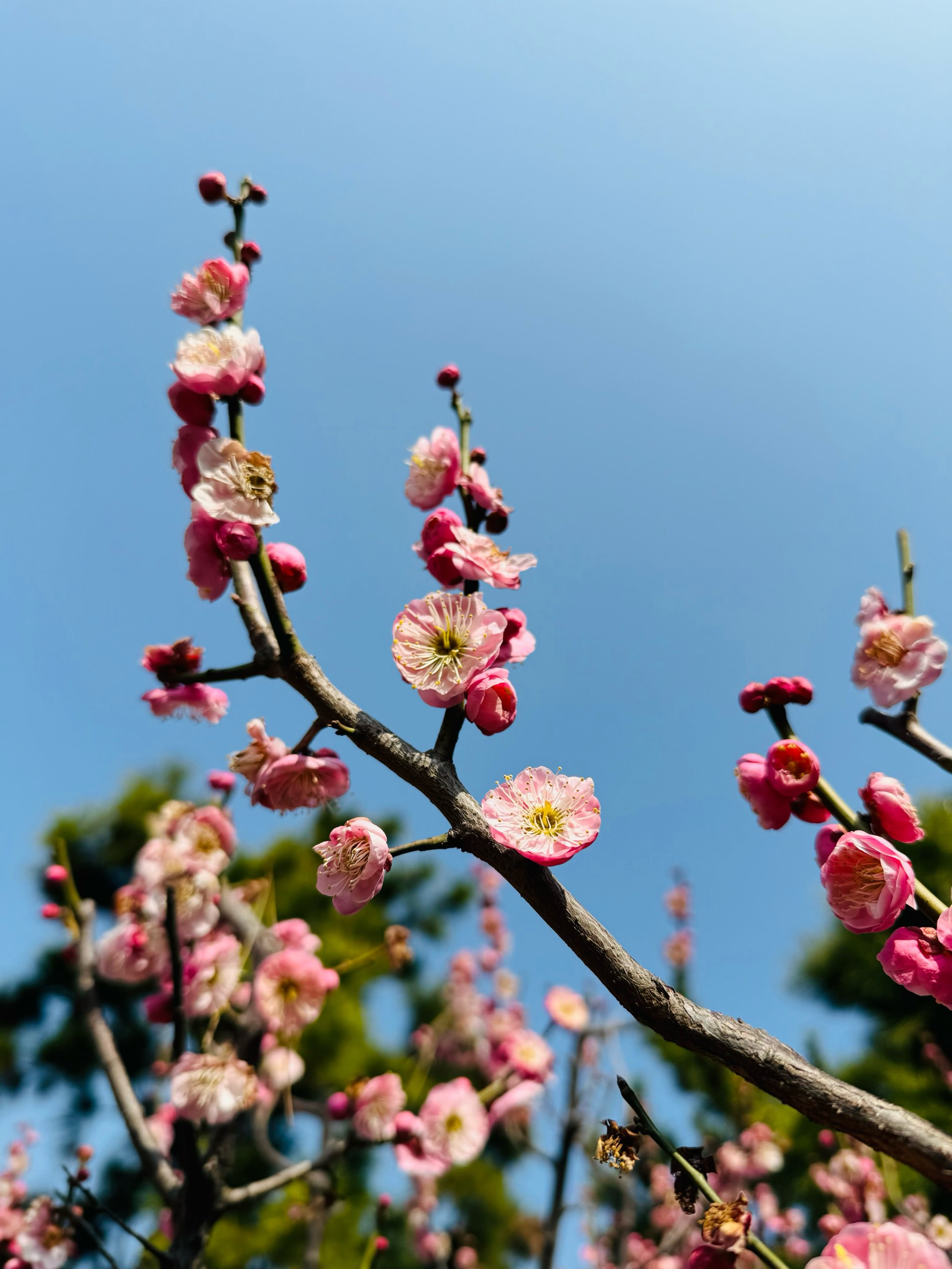 汤湖公园梅花图片