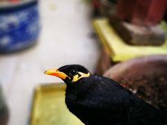 -阿一猪红汤(东风西路店)