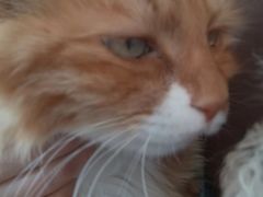 -平行世界·猫咖(首经贸店)