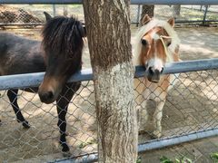 -长白岛森林公园