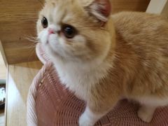 -滚猫咖啡·猫咖·猫友好撸猫(未来城店)