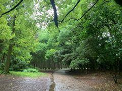 -上海共青森林公园