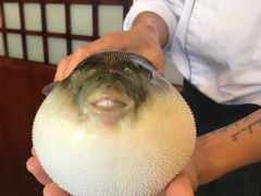 -天正河鲀·河豚亭(大连店)