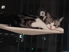 -瑞鹏宠物医院·骨科·猫科·内科(第一中心)