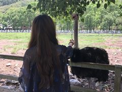 -瑞穗牧场