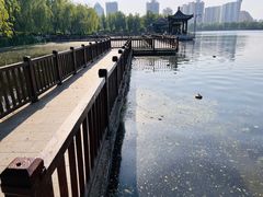 -莲花池公园