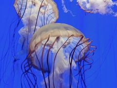 -上海海洋水族馆