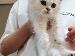 -lincat·猫舍(广州店)