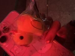 -海盗船. 龙虾烧烤. 酒馆