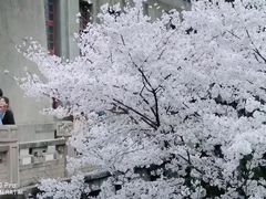 -武汉大学-樱园