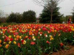 android_upload_pic-洛阳郁金香牡丹园