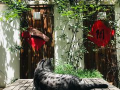 -喵屿·大理花园猫咖