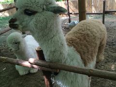 -万源龙顺度假庄园生态观光园