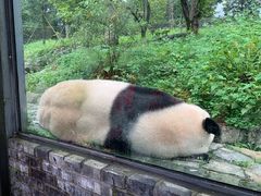 -都江堰中华大熊猫苑