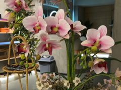 -施奈儿.洗头頭療.按摩SPA.采耳(上梅林店)