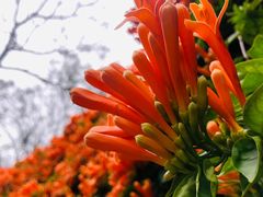 -桃花涧