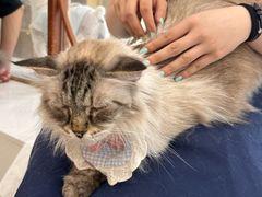 -共舞时光猫咖·狗咖(新街口店)
