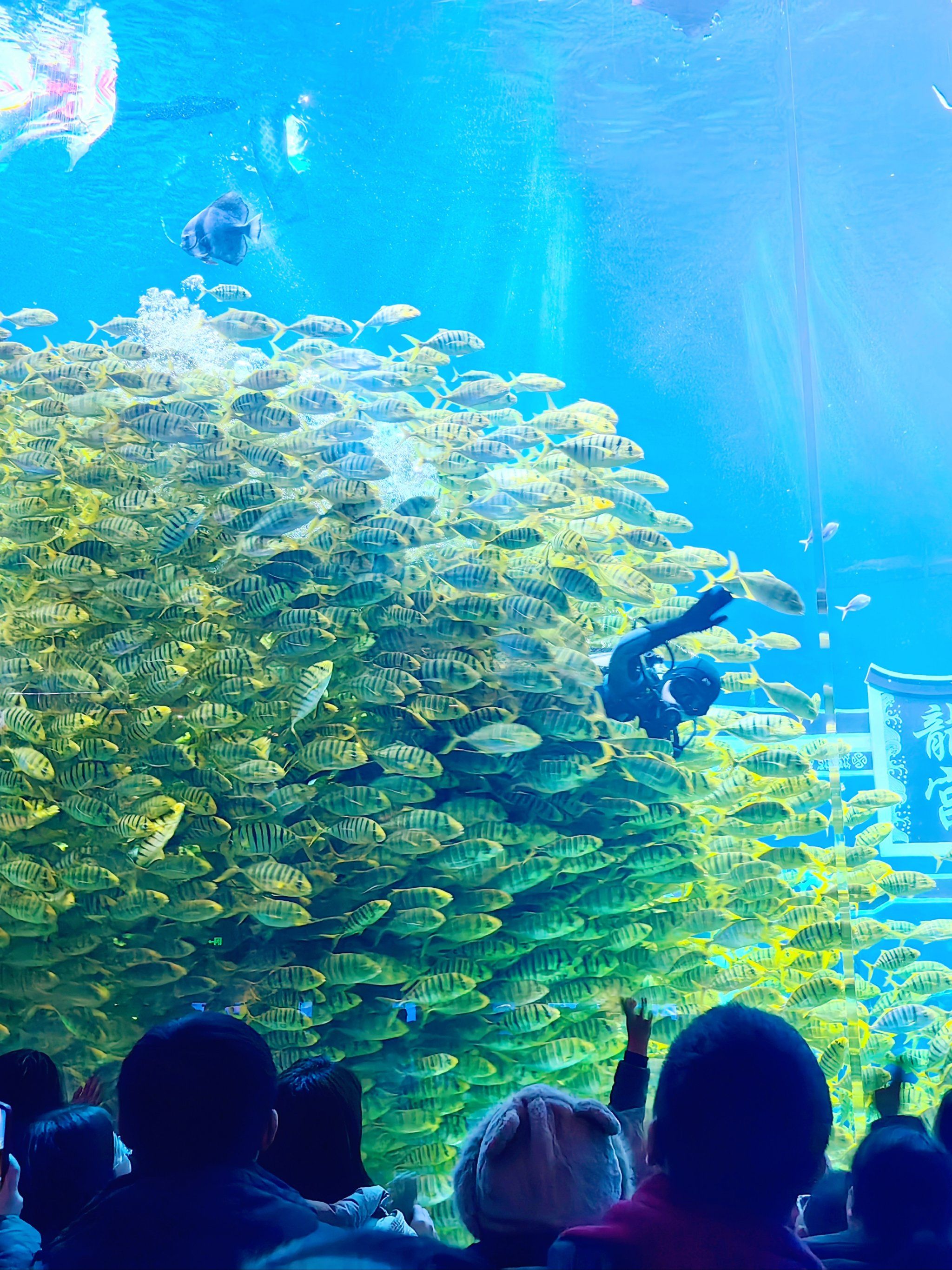 郑州海昌海洋馆梦乐园奇遇