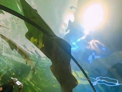 -瑞普利水族馆