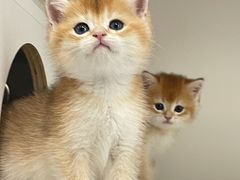 -lincat·猫舍(广州店)