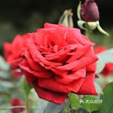 人民公园月季花展