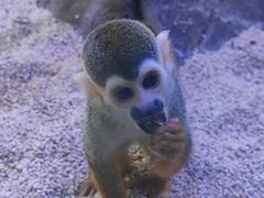 -海合安武汉极地海洋公园