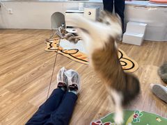 -COLOR PETS 撸猫馆·购猫·猫咖(长风大悦城店)
