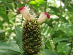 -中国科学院西双版纳热带植物园