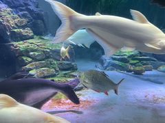 -上海海洋水族馆