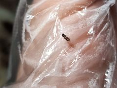 -张鸭子重庆特产卤味小吃(未来国际店)