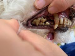 -宠福鑫康馨动物医院·骨科·眼科