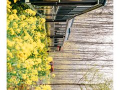 -合肥滨湖国家森林公园