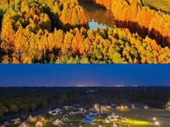 -上海共青森林公园