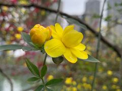 -成都市活水公园