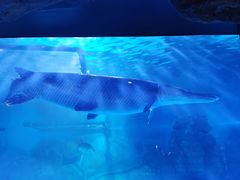 -烟台海昌鲸鲨海洋公园