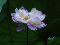 -陈家山荷花公园