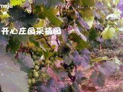 葡萄-开心庄园