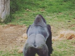 -威勒比开放式动物园