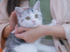 -lincat·猫舍(广州店)