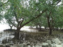 -宝安西湾红树林湿地公园