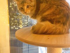 -猫大福·Fortune Cat猫舍(百子湾店)