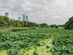 -艾溪湖湿地公园