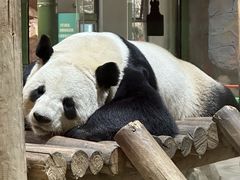 -栾川竹海野生动物园