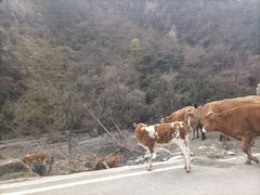 -硗碛藏寨·神木垒景区