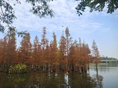 -白鹭湾湿地公园