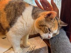 -隅cafe(傅厚岗店)