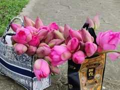 -洪湖生态旅游区