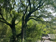 -岳麓山风景名胜区