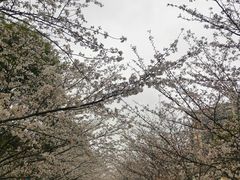 -高东镇樱花园