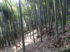 -西湖风景区十里琅珰-五云山